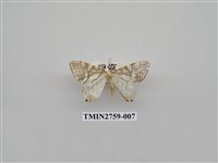 藏品(尺蛾328)的圖片